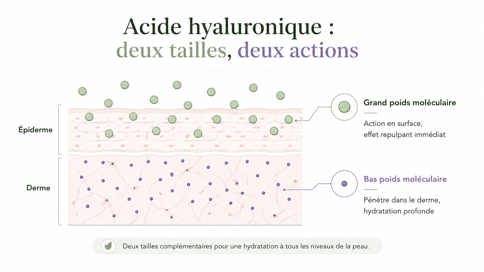 Haut vs Bas de l'acide hyaluronique